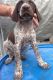 German Shorthaired Pointer Puppies for sale in Omar Ave, Carteret, NJ 07008, USA. price: $310