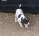 German Shorthaired Pointer Puppies for sale in Tucson, AZ, USA. price: $1,000