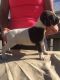 German Shorthaired Pointer Puppies for sale in West Liberty, OH 43357, USA. price: NA