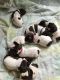 German Shorthaired Pointer Puppies for sale in Mound, MN 55364, USA. price: NA