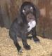 German Shorthaired Pointer Puppies for sale in Yakima, WA, USA. price: NA