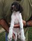 German Shorthaired Pointer Puppies for sale in San Francisco, CA 94133, USA. price: NA