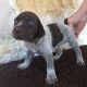 German Shorthaired Pointer Puppies for sale in Wimberley, TX, USA. price: NA