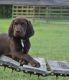 German Shorthaired Pointer Puppies for sale in Ellerbe, NC 28338, USA. price: NA