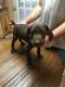 German Shorthaired Pointer Puppies for sale in Georgetown, IL 61846, USA. price: NA