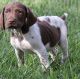 German Shorthaired Pointer Puppies for sale in Dakota City, IA, USA. price: $500