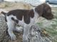 German Shorthaired Pointer Puppies for sale in Union, MO 63084, USA. price: $600