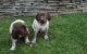 German Shorthaired Pointer Puppies for sale in Bellingham, WA, USA. price: NA