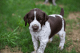 German Shorthaired Pointer Puppies for sale in Houston, TX, USA. price: $600