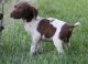 German Shorthaired Pointer Puppies for sale in Daytona Beach, FL, USA. price: NA