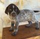 German Shorthaired Pointer Puppies for sale in Cheshire, CT, USA. price: NA
