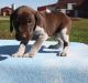 German Shorthaired Pointer Puppies for sale in Las Vegas, NV, USA. price: NA