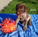 German Shorthaired Pointer Puppies for sale in Sugarcreek, OH 44681, USA. price: NA