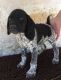 German Shorthaired Pointer Puppies for sale in Wimberley, TX, USA. price: NA