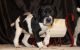 German Shorthaired Pointer Puppies for sale in Ehrhardt, SC 29081, USA. price: NA