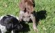German Shorthaired Pointer Puppies for sale in Bluff City, AR, USA. price: $500