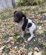 German Shorthaired Pointer Puppies for sale in Ann Arbor, MI, USA. price: NA