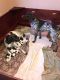 German Shorthaired Pointer Puppies for sale in Uniontown, OH 44685, USA. price: $750