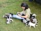 German Shorthaired Pointer Puppies for sale in Chandler, AZ, USA. price: $500