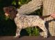 German Shorthaired Pointer Puppies for sale in Morgan City, MS, USA. price: $600