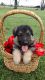 German Shorthaired Pointer Puppies for sale in Caldwell, TX 77836, USA. price: NA
