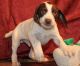 German Shorthaired Pointer Puppies for sale in Houston, TX, USA. price: $400
