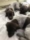German Shorthaired Pointer Puppies for sale in Hurricane, UT 84737, USA. price: $600