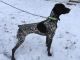 German Shorthaired Pointer Puppies for sale in Defiance, OH 43512, USA. price: NA