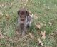 German Shorthaired Pointer Puppies for sale in Tuscaloosa, AL, USA. price: NA