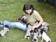 German Shorthaired Pointer Puppies for sale in Warren, MI, USA. price: NA