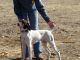 German Shorthaired Pointer Puppies for sale in Pearce, AZ 85610, USA. price: $200