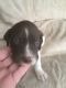 German Shorthaired Pointer Puppies for sale in Montrose, CO, USA. price: NA