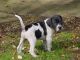 German Shorthaired Pointer Puppies for sale in Bountiful, UT 84010, USA. price: $600