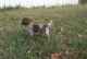 German Shorthaired Pointer Puppies for sale in Centreville, VA, USA. price: NA