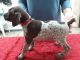 German Shorthaired Pointer Puppies for sale in Glendale, AZ, USA. price: NA
