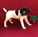 German Shorthaired Pointer Puppies for sale in Portland, OR 97207, USA. price: NA