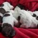 German Shorthaired Pointer Puppies for sale in Madison, WI, USA. price: $500