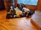 German Shorthaired Pointer Puppies for sale in Warsaw, NY 14569, USA. price: $1,000
