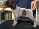 German Shorthaired Pointer Puppies for sale in Crandon, WI 54520, USA. price: $1,200