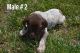German Shorthaired Pointer Puppies for sale in Norwood, NC 28128, USA. price: NA