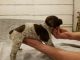 German Shorthaired Pointer Puppies for sale in St Michael, MN, USA. price: NA