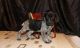 German Shorthaired Pointer Puppies for sale in Gillette, WY, USA. price: NA