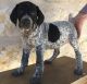 German Shorthaired Pointer Puppies for sale in Columbia, SC, USA. price: NA