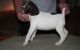 German Shorthaired Pointer Puppies for sale in Tinley Park, IL, USA. price: NA