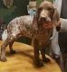 German Shorthaired Pointer Puppies for sale in Bexley, OH 43209, USA. price: $500
