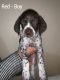 German Shorthaired Pointer Puppies for sale in Salem, OR, USA. price: NA