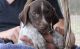 German Shorthaired Pointer Puppies for sale in Chicago, IL 60620, USA. price: NA
