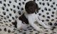 German Shorthaired Pointer Puppies for sale in Nashville, TN 37219, USA. price: NA