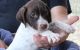 German Shorthaired Pointer Puppies for sale in Harrisburg, PA, USA. price: NA