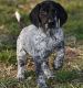 German Shorthaired Pointer Puppies for sale in Denver, CO 80281, USA. price: $400